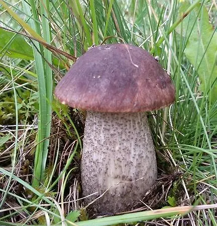 Urochyshe Hotell
